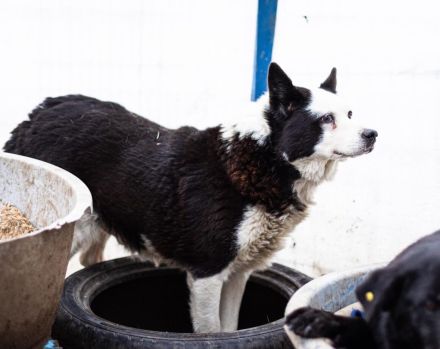 Urmel ist bereit für sein Zuhause