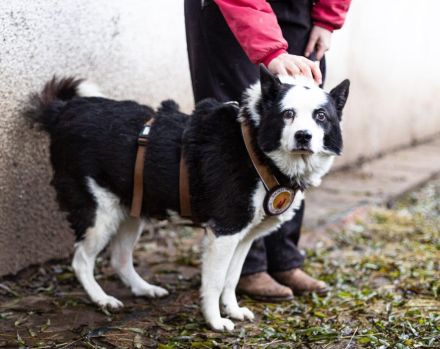 Urmel ist bereit für sein Zuhause