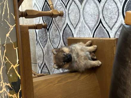 Kleiner Süßer Pomerian