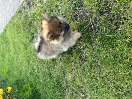 Kleiner Süßer Pomerian