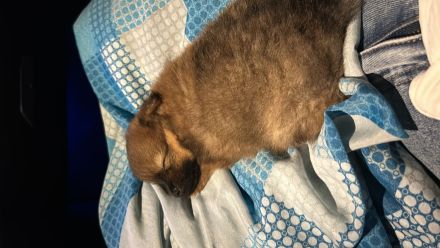 Kleiner Süßer Pomerian