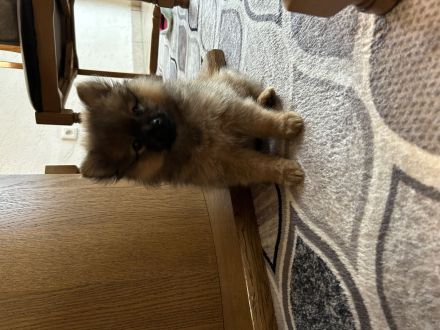 Kleiner Süßer Pomerian