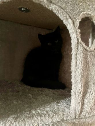 Kitten in lieben vollen Händen