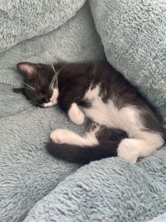 Kitten in lieben vollen Händen