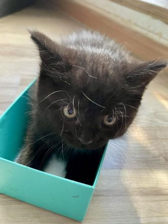 Kitten in lieben vollen Händen