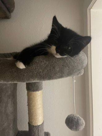 Kitten in lieben vollen Händen