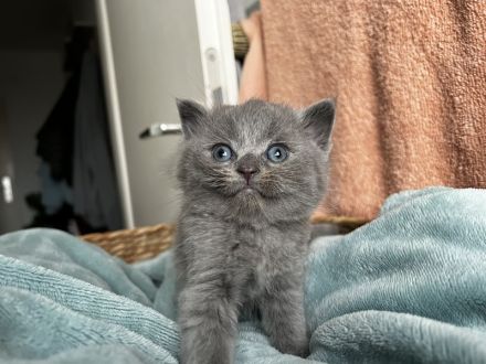 BKH Kitten Abgabebereit 1Mädchen noch frei