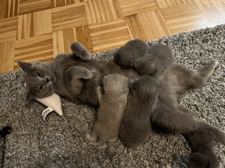 BKH Kitten Abgabebereit 1Mädchen noch frei