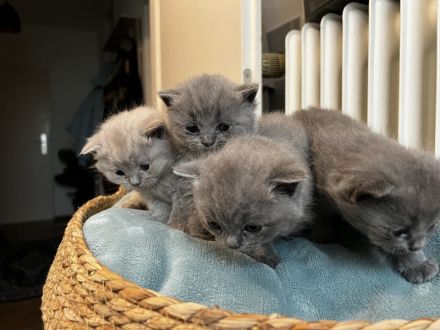 BKH Kitten Abgabebereit 1Mädchen noch frei