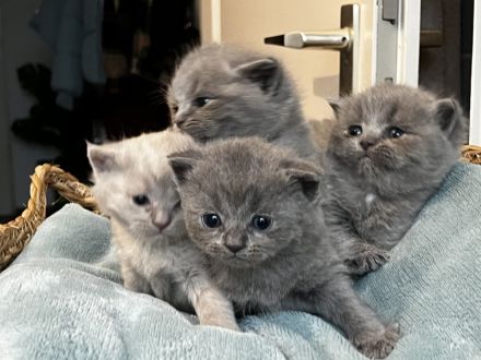 BKH Kitten Abgabebereit 1Mädchen noch frei