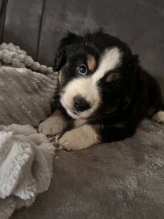 Mini Australien Shepherd Welpen