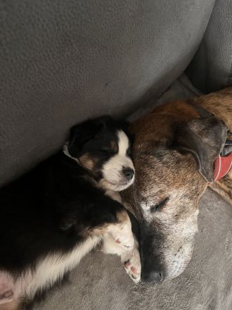 Mini Australien Shepherd Welpen