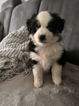 Mini Australien Shepherd Welpen