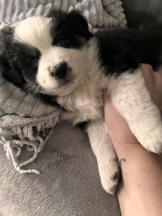 Mini Australien Shepherd Welpen