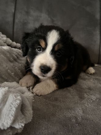 Mini Australien Shepherd Welpen