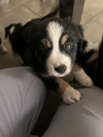 Mini Australien Shepherd Welpen