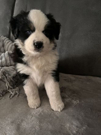 Mini Australien Shepherd Welpen