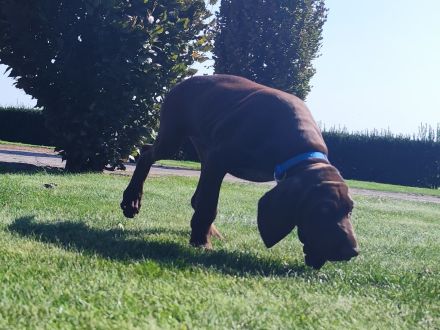 Deutsch Kurzhaar Welpen