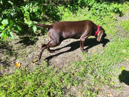 Deutsch Kurzhaar Welpen