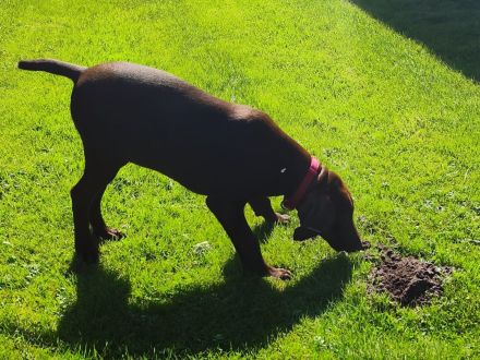 Deutsch Kurzhaar Welpen