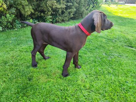 Deutsch Kurzhaar Welpen