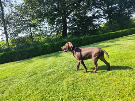 Deutsch Kurzhaar Welpen