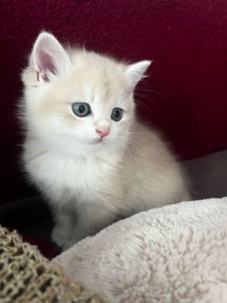 Wunderschöne BKH Kitten Brüder mit Champion-Stammbaum