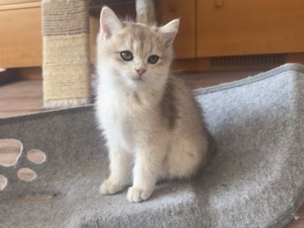 Wunderschöne BKH Kitten Brüder mit Champion-Stammbaum