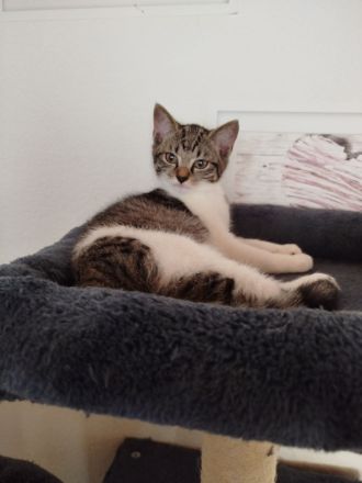 Süße BKH Mix Geschwister Pärchen abzugeben