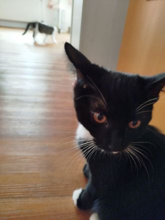 Süße BKH Mix Geschwister Pärchen abzugeben