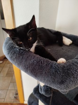 Süße BKH Mix Geschwister Pärchen abzugeben