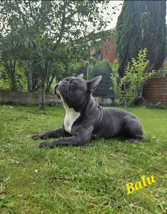 Französischer bulldogge Deckrüde