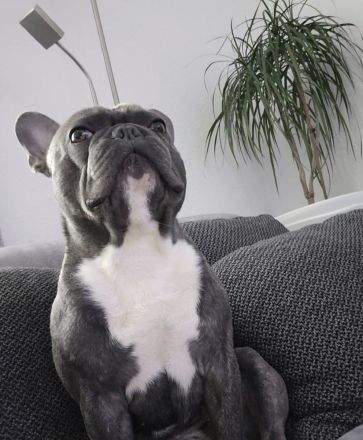 Französischer bulldogge Deckrüde