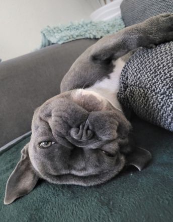 Französischer bulldogge Deckrüde