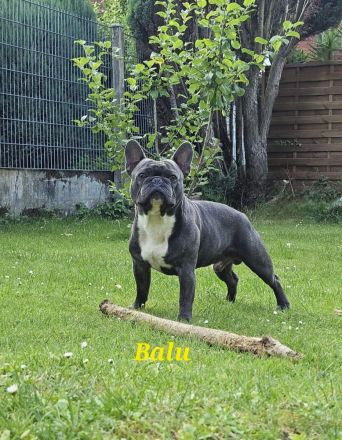 Französischer bulldogge Deckrüde