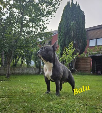 Französischer bulldogge Deckrüde