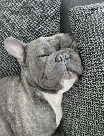 Französischer bulldogge Deckrüde