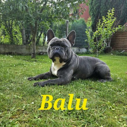 Französischer bulldogge Deckrüde