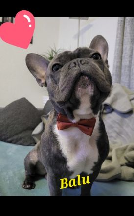 Französischer bulldogge Deckrüde