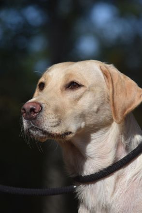Hallo - wir wollen unser Herz verschenken - Du auch?     Labrador Welpen