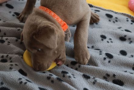 Hallo - wir wollen unser Herz verschenken - Du auch?     Labrador Welpen