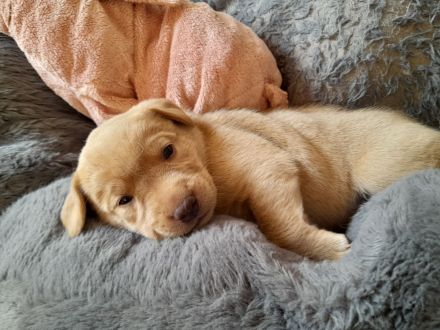 Hallo - wir wollen unser Herz verschenken - Du auch?     Labrador Welpen
