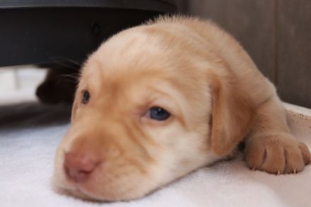 Hallo - wir wollen unser Herz verschenken - Du auch?     Labrador Welpen