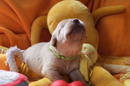 Hallo - wir wollen unser Herz verschenken - Du auch?     Labrador Welpen