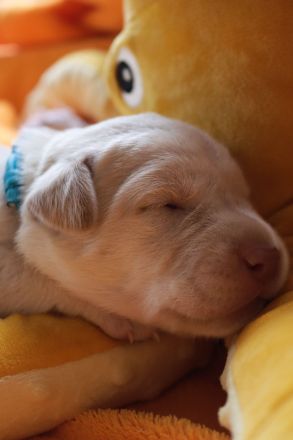 Hallo - wir wollen unser Herz verschenken - Du auch?     Labrador Welpen