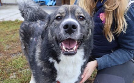 Sabine - offen, fröhlich und wunderhübsch. Adopt. Don´t shop.