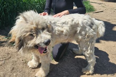 Bärchen: sein Name ist Programm! Er sucht ein Zuhause.