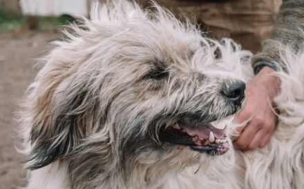 Bärchen: sein Name ist Programm! Er sucht ein Zuhause.