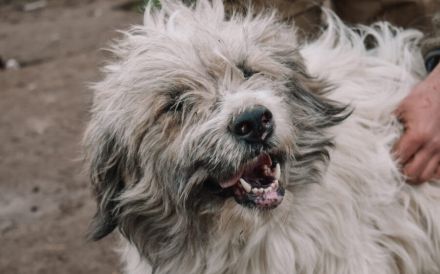 Bärchen: sein Name ist Programm! Er sucht ein Zuhause.