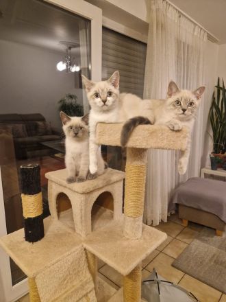 BKH Bluepoint Kitten